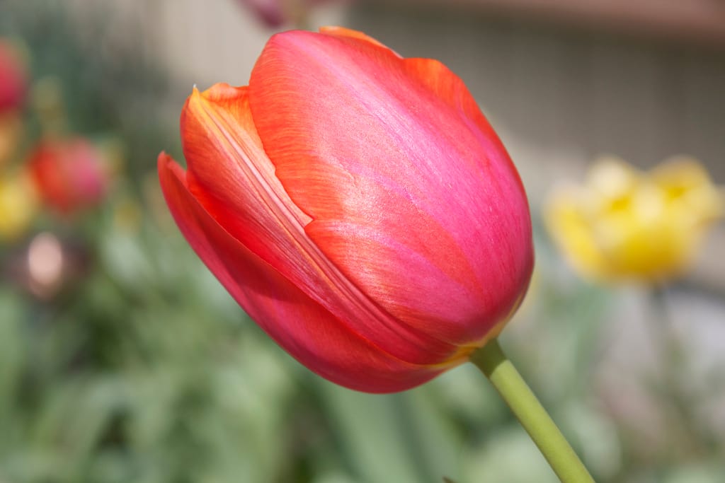 Iridescent Tulip