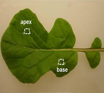 Ca and Mg distribution in Brassica rapa leaves