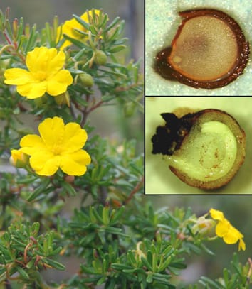 Variable seed dormancy and germination in Hibbertia