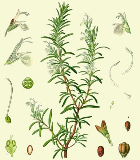 Image: L. Müeller/C.F. Schmidt, Köhler's Medizinal-Pflanzen, edited by Gustav Pabst, 1887.