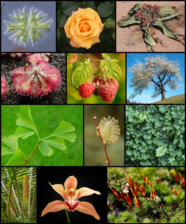 Image: Wikimedia Commons.