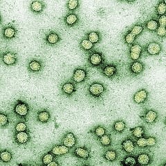 The mysteries of movement proteins