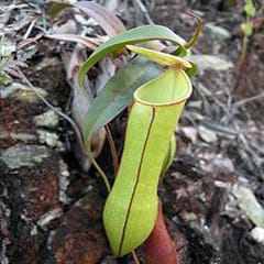 Pitcher plant uses power of the rain to trap prey