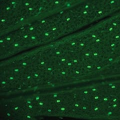 Effect of external stress on density and size of glandular trichomes in full-grown Artemisia annua, the source of anti-malarial artemisinin