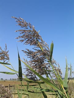 Phenotypic traits of Phragmites australis clones