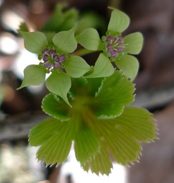 Heterodichogamy avoids inbreeding in Kingdonia