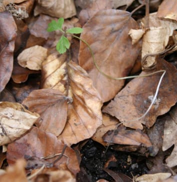 Tree litter effects on understorey vegetation