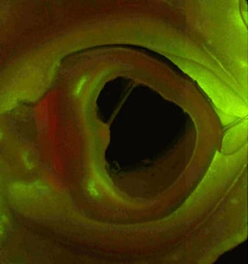 Sugar metabolism and transport in the pod wall and seed