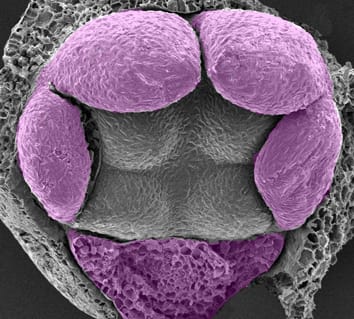 Flower development in Balsaminaceae