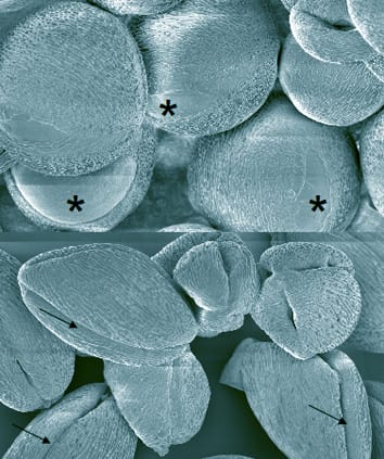 Pollen water status, development and functioning