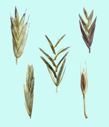 Phylogeny and classification of Leptochloa
