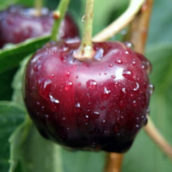 Molecular genetics of cuticle formation in Prunus