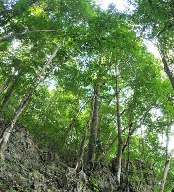 Stem hydraulic traits and leaf phenology