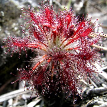 An Australian origin for Drosera meristocaulis