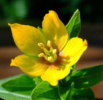Floral and vegetative cues for pollination in Lysimachia