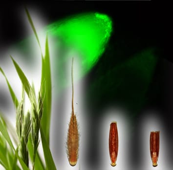 Method for transient gene expression in monocots