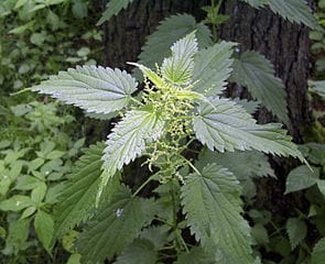 In praise of Urtica dioica