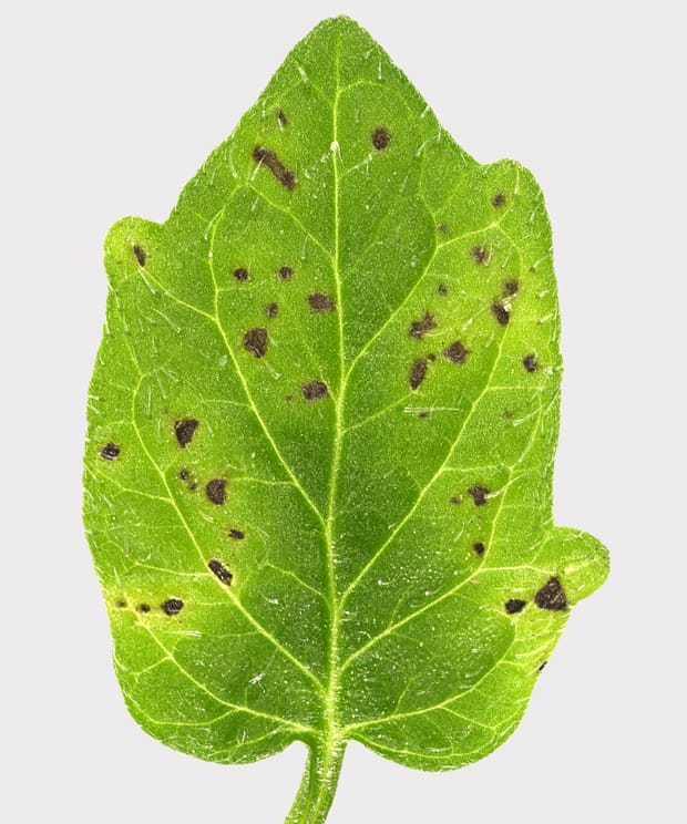 Image: Alan Collmer, Cornell University/Wikimedia Commons.