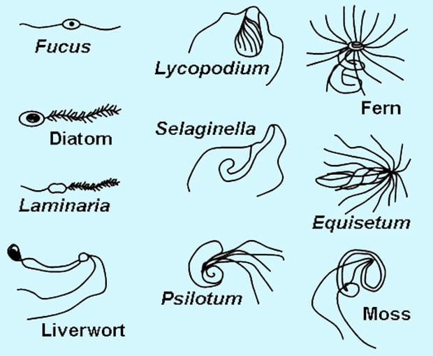 Image: Wikimedia Commons.