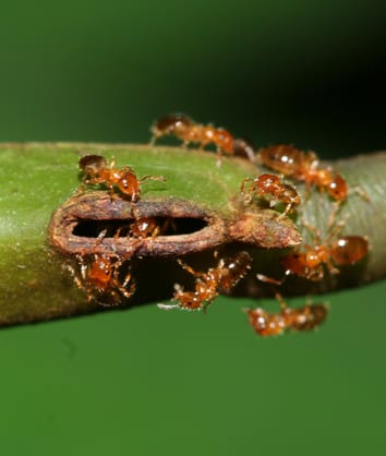 The cost of hosting ants