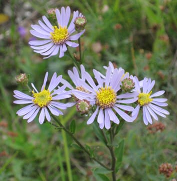 Cytotype distribution in a diploid/hexaploid contact zone in Aster