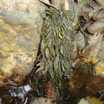 Dehydration rate and ROS production in an aquatic moss