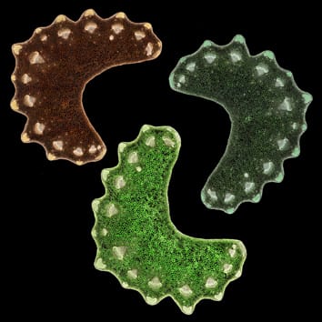 Collenchyma: past, present and future (Invited Review)