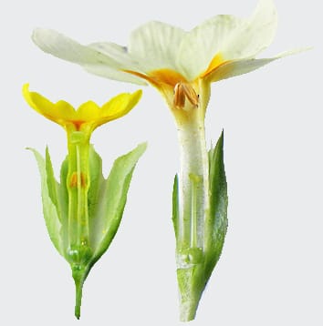 Sexual organ reciprocity in distylous primroses