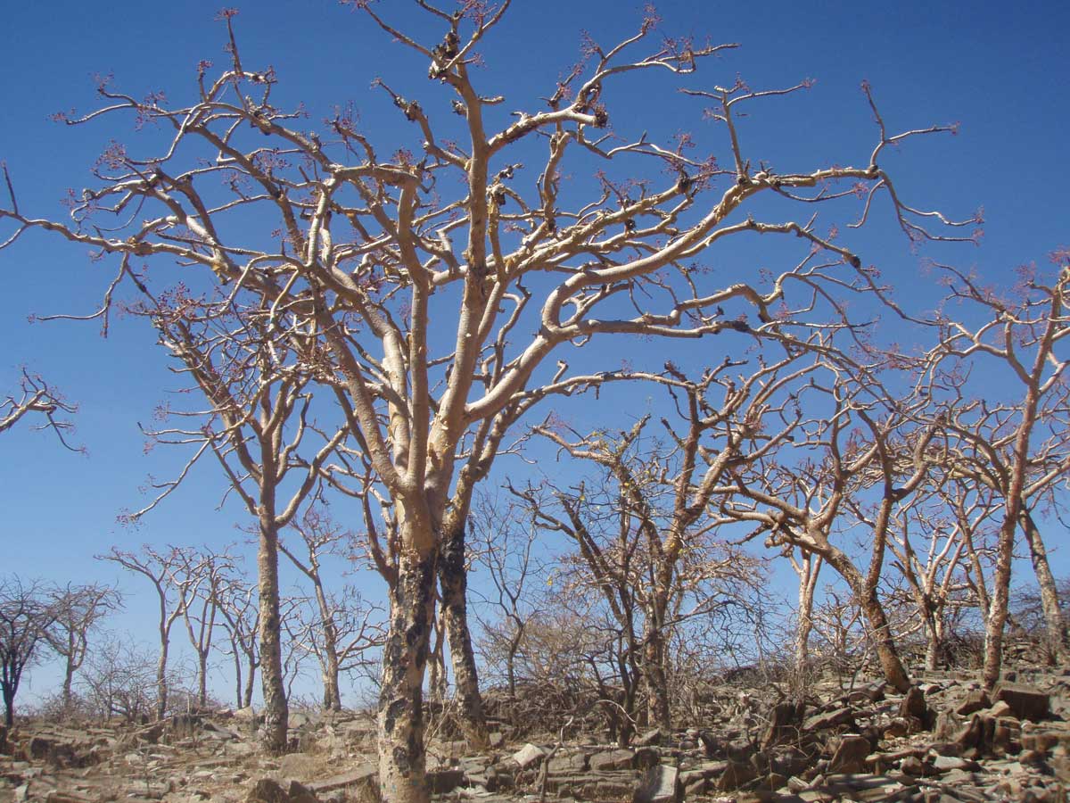 Boswellia Trees