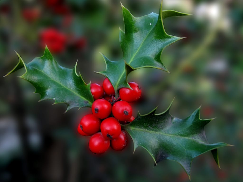 Holly and Berries