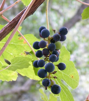 Prediction of seed germination time for wild grapevine