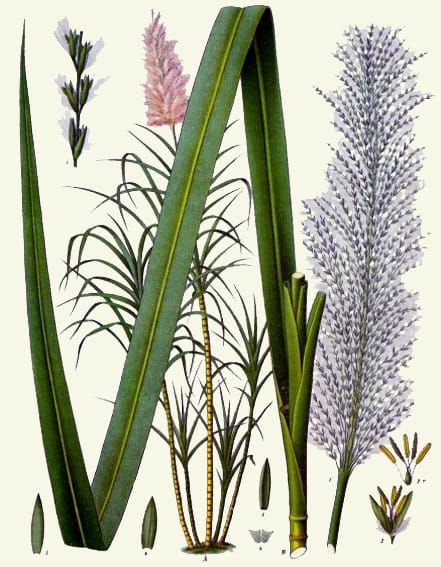 Image: Franz Eugen Köhler, Köhler's Medizinal-Pflanzen. Gera-Untermhaus, 1897.