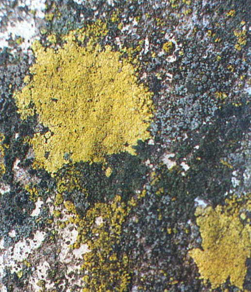 Image: Wikimedia Commons.