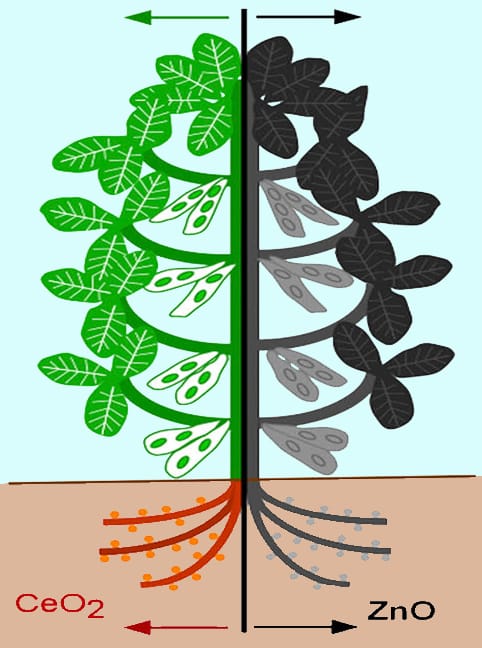 Image: Priester et al. 2012, PNAS.