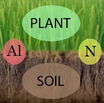 Relationships of aluminium and nitrogen in rice