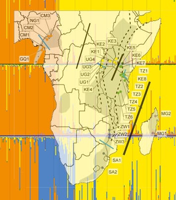 Biogeography of Prunus africana in Afromontane forests
