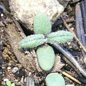 Fire and daily temperatures as germination cues