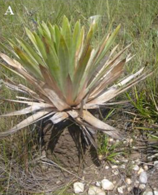 Paepalanthus bromelioides sat on a termite mound