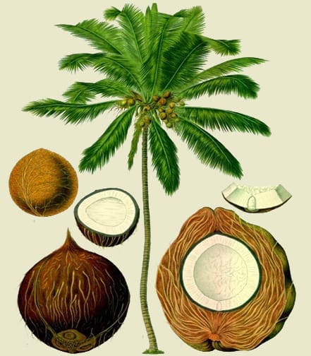 Image: Franz Eugen Köhler, Köhler’s Medizinal-Pflanzen. Gera-Untermhaus, 1897.