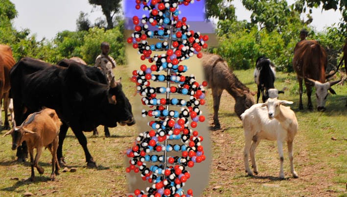 DNA and Farm Animals