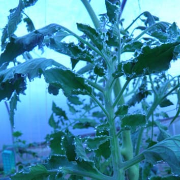 Modelling root pressure using stem diameter variations