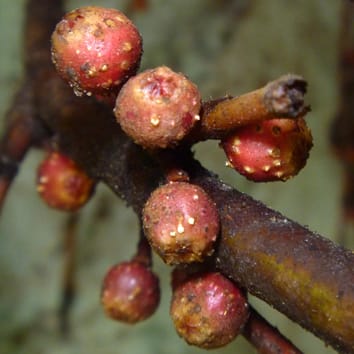 Mechanism of pollinator specificity in Ficus