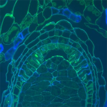 AGPs in Trithuria reproductive structures