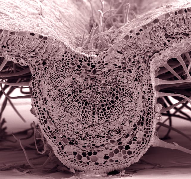 Leaf traits and diease tolerance in Dutch elm hybrids