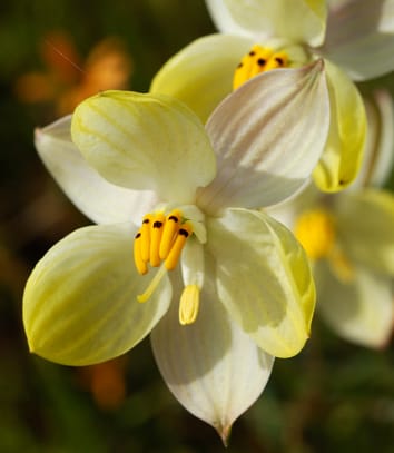 Biogeography of Tecophilaeaceae