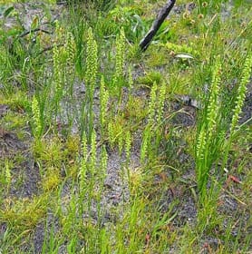 Mycorrhizal preference in an invasive orchid