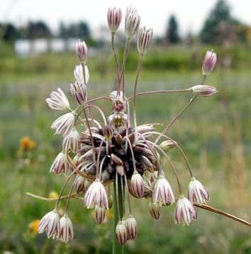 Genome size variations in polyploid Allium oleraceum