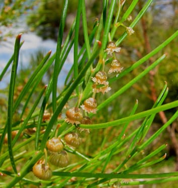 Germination responses to smoke-water, KAR1 and glyceronitrile