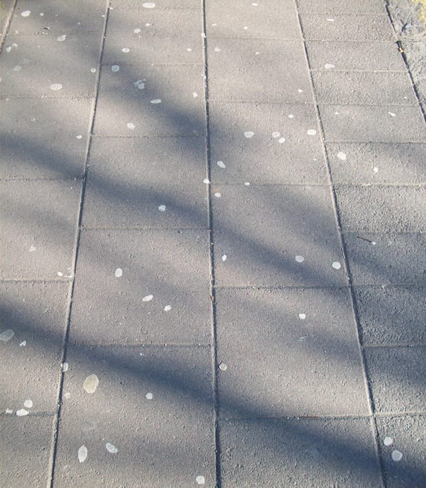 Image: Jóhann Heiðar Árnason/Wikimedia Commons.