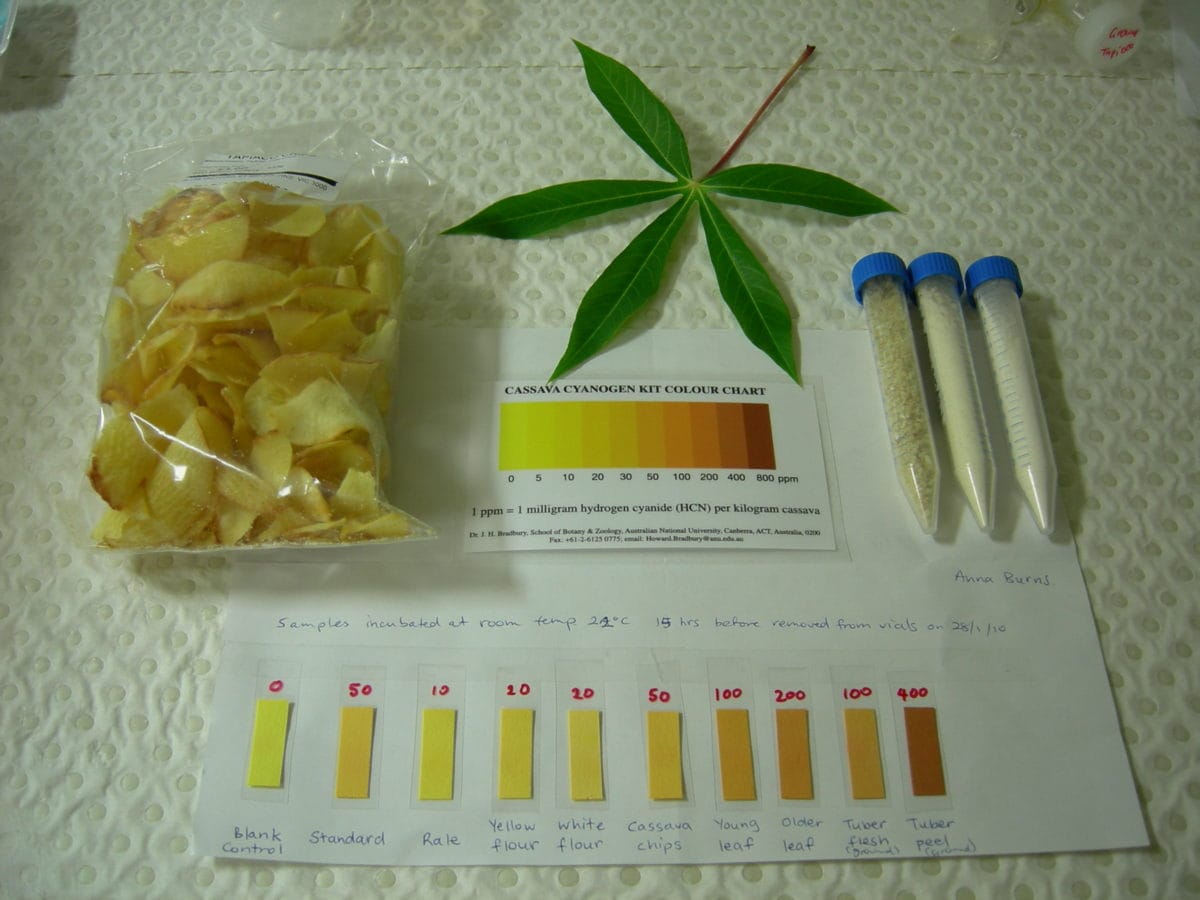 Understanding the Toxicity of Cassava